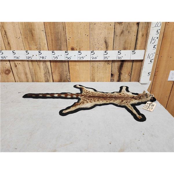African Genet Rug Taxidermy