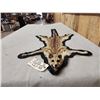 Image 2 : African Genet Rug Taxidermy