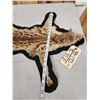 Image 4 : African Genet Rug Taxidermy