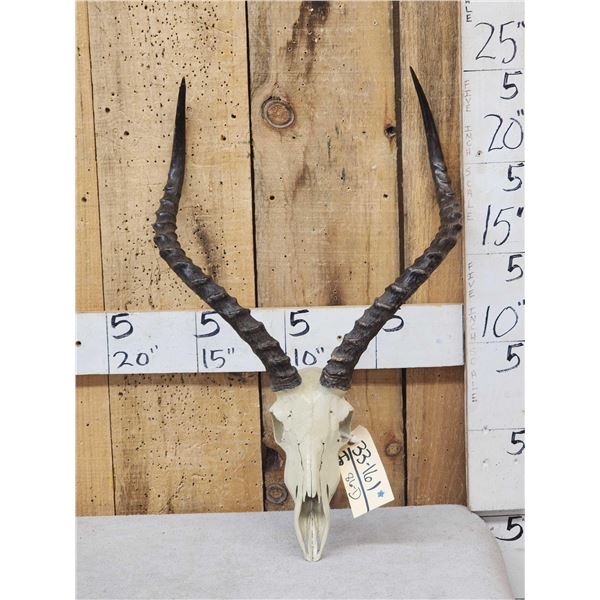 African Impala Skull Taxidermy