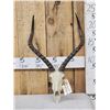 Image 1 : African Impala Skull Taxidermy