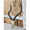 Image 2 : African Impala Skull Taxidermy