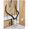 Image 3 : African Impala Skull Taxidermy