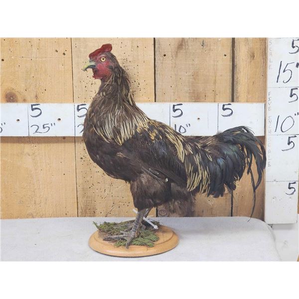 Rooster With An Attitude Full Body Bird Taxidermy