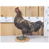 Image 1 : Rooster With An Attitude Full Body Bird Taxidermy