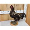 Image 2 : Rooster With An Attitude Full Body Bird Taxidermy