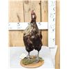 Image 3 : Rooster With An Attitude Full Body Bird Taxidermy