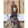 Image 4 : Rooster With An Attitude Full Body Bird Taxidermy