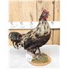 Image 5 : Rooster With An Attitude Full Body Bird Taxidermy