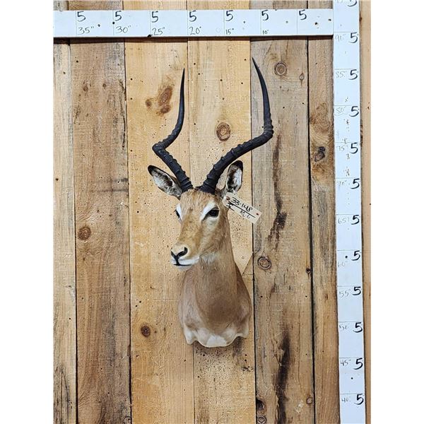 African Impala Shoulder Mount Taxidermy