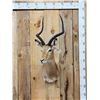 Image 1 : African Impala Shoulder Mount Taxidermy