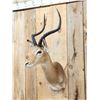 Image 2 : African Impala Shoulder Mount Taxidermy