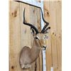 Image 3 : African Impala Shoulder Mount Taxidermy