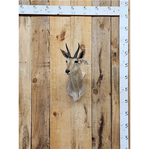 African Reedbuck Shoulder Mount Taxidermy