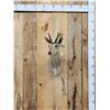 Image 1 : African Reedbuck Shoulder Mount Taxidermy