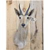 Image 2 : African Reedbuck Shoulder Mount Taxidermy