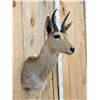 Image 3 : African Reedbuck Shoulder Mount Taxidermy