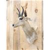 Image 4 : African Reedbuck Shoulder Mount Taxidermy