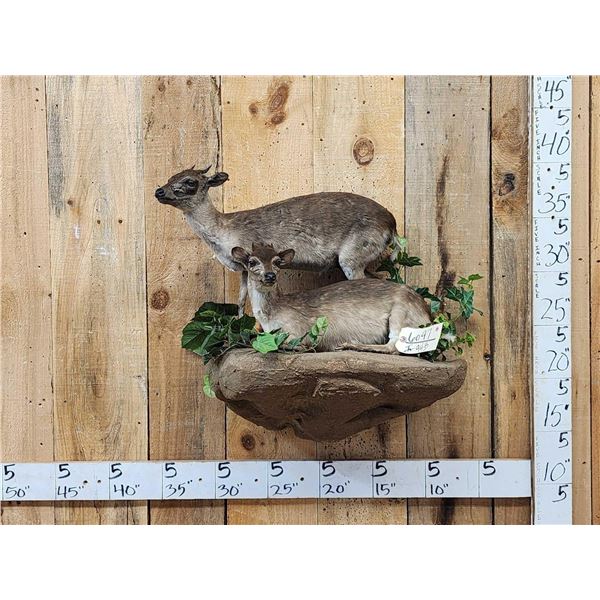 Pair Of African Blue Duikers Taxidermy