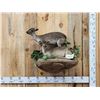 Image 1 : Pair Of African Blue Duikers Taxidermy