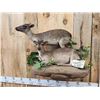 Image 3 : Pair Of African Blue Duikers Taxidermy