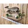 Image 4 : Pair Of African Blue Duikers Taxidermy