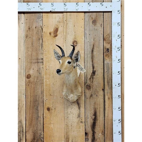 African Reedbuck Shoulder Mount Taxidermy