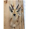 Image 2 : African Reedbuck Shoulder Mount Taxidermy