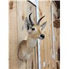 Image 3 : African Reedbuck Shoulder Mount Taxidermy