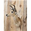 Image 4 : African Reedbuck Shoulder Mount Taxidermy