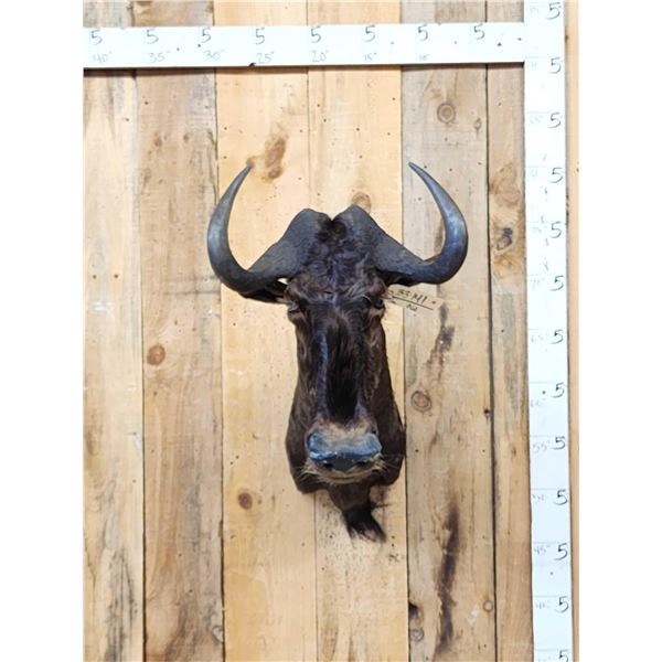 African Black Wildebeest Shoulder Mount Taxidermy