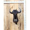 Image 1 : African Black Wildebeest Shoulder Mount Taxidermy