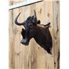 Image 2 : African Black Wildebeest Shoulder Mount Taxidermy