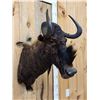 Image 3 : African Black Wildebeest Shoulder Mount Taxidermy
