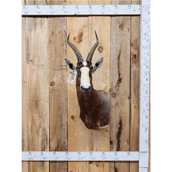 African Blesbok Wall Pedestal Cutaway Taxidermy Mount