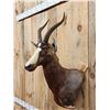 Image 2 : African Blesbok Wall Pedestal Cutaway Taxidermy Mount