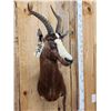 Image 3 : African Blesbok Wall Pedestal Cutaway Taxidermy Mount