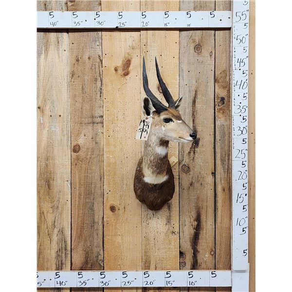 African Bush Buck Shoulder Mount Taxidermy