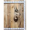 Image 1 : African Bush Buck Shoulder Mount Taxidermy