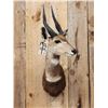Image 2 : African Bush Buck Shoulder Mount Taxidermy