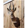Image 3 : African Bush Buck Shoulder Mount Taxidermy
