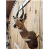 Image 4 : African Bush Buck Shoulder Mount Taxidermy