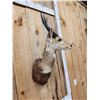 Image 5 : African Bush Buck Shoulder Mount Taxidermy