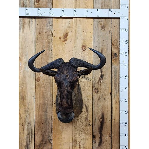 African Black Wildebeest Shoulder Mount Taxidermy