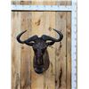 Image 1 : African Black Wildebeest Shoulder Mount Taxidermy