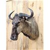 Image 2 : African Black Wildebeest Shoulder Mount Taxidermy