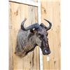 Image 3 : African Black Wildebeest Shoulder Mount Taxidermy