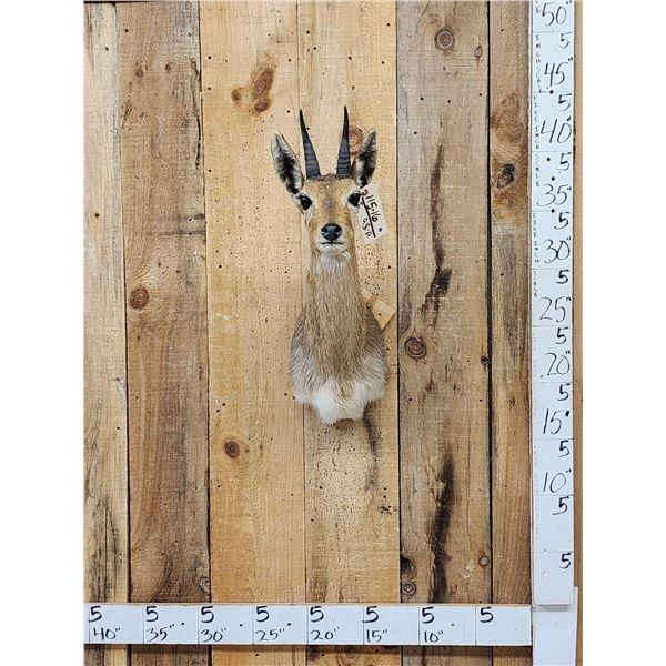 African Mountain Reedbuck Shoulder Mount Taxidermy