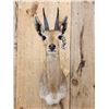 Image 2 : African Mountain Reedbuck Shoulder Mount Taxidermy