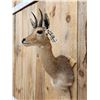 Image 3 : African Mountain Reedbuck Shoulder Mount Taxidermy